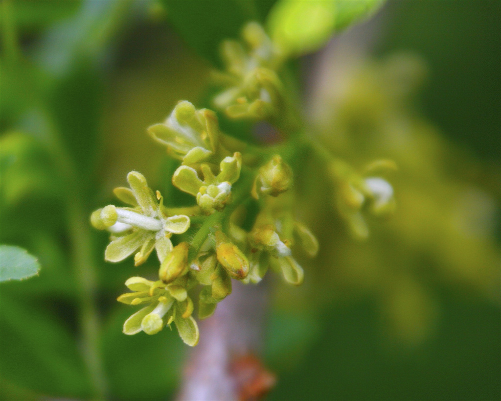 لیلکی سه خار،thorny locust